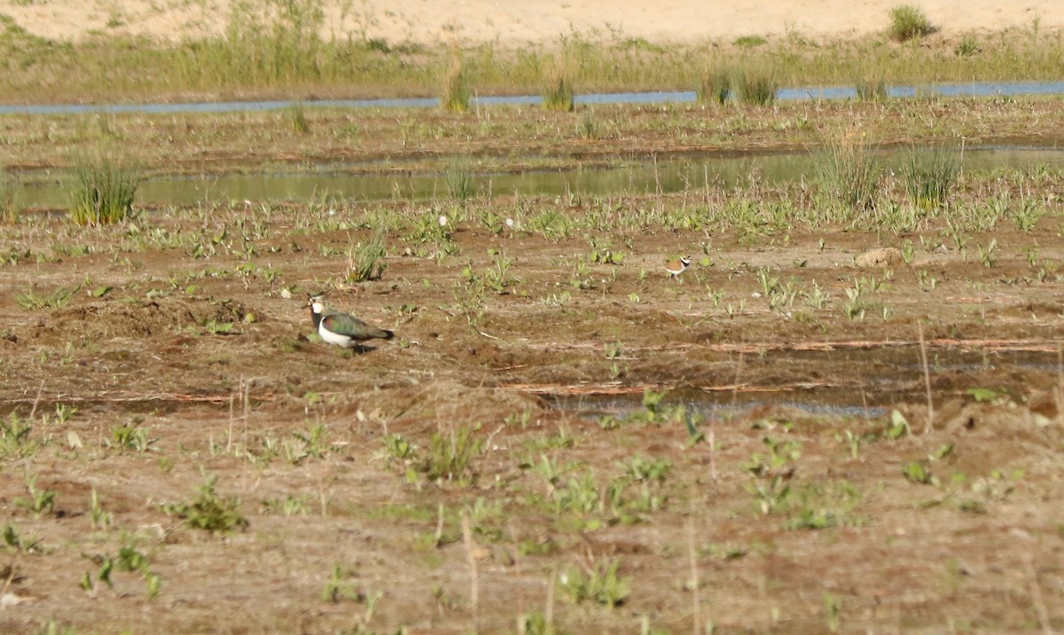 Умардын хавтгаалж - ML98768291