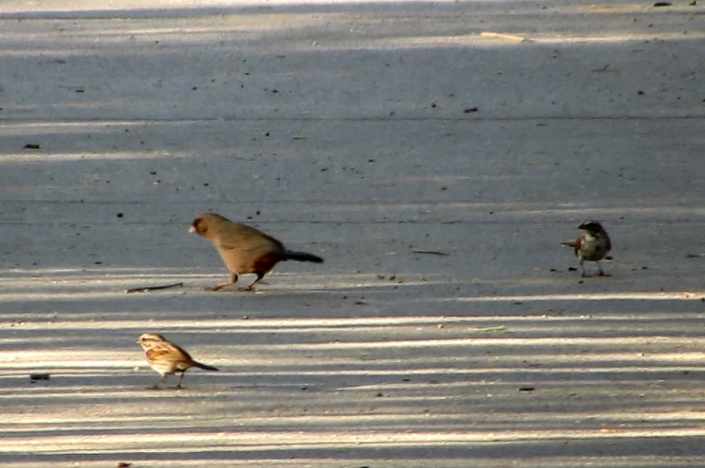 Abert's Towhee - ML98768451