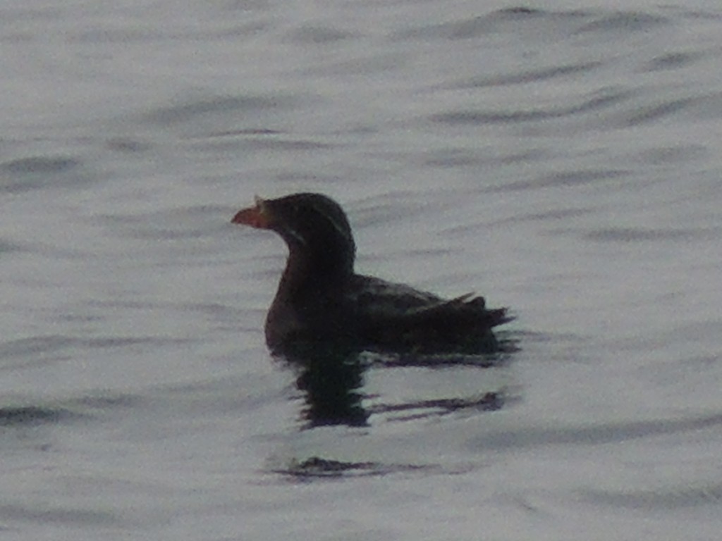 Rhinoceros Auklet - ML98768891