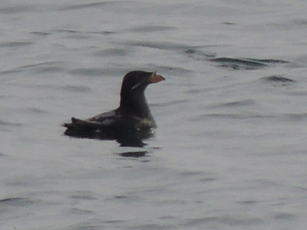 Rhinoceros Auklet - Randy Wardle