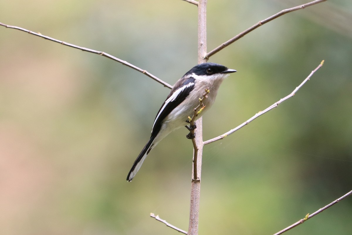 Bar-winged Flycatcher-shrike - Phuen tsho