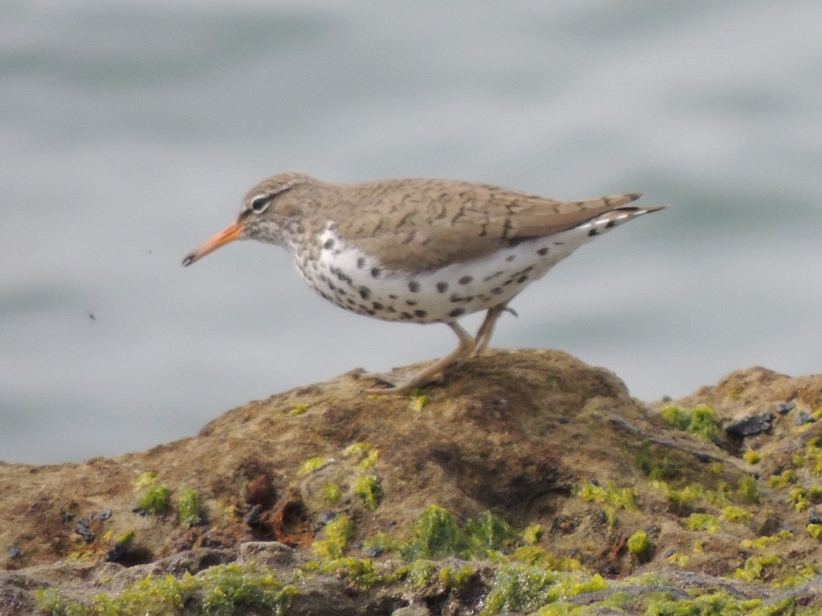 Spotted Sandpiper - ML98769211