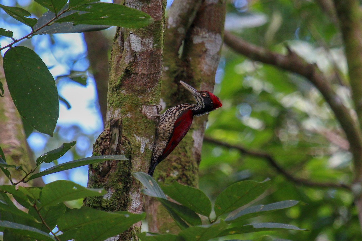 Crimson-backed Flameback - Tommy Pedersen
