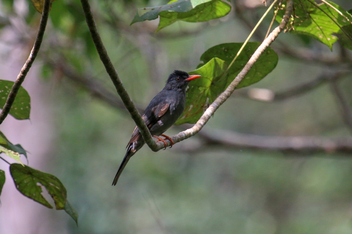 Square-tailed Bulbul (Sri Lanka) - Tommy Pedersen