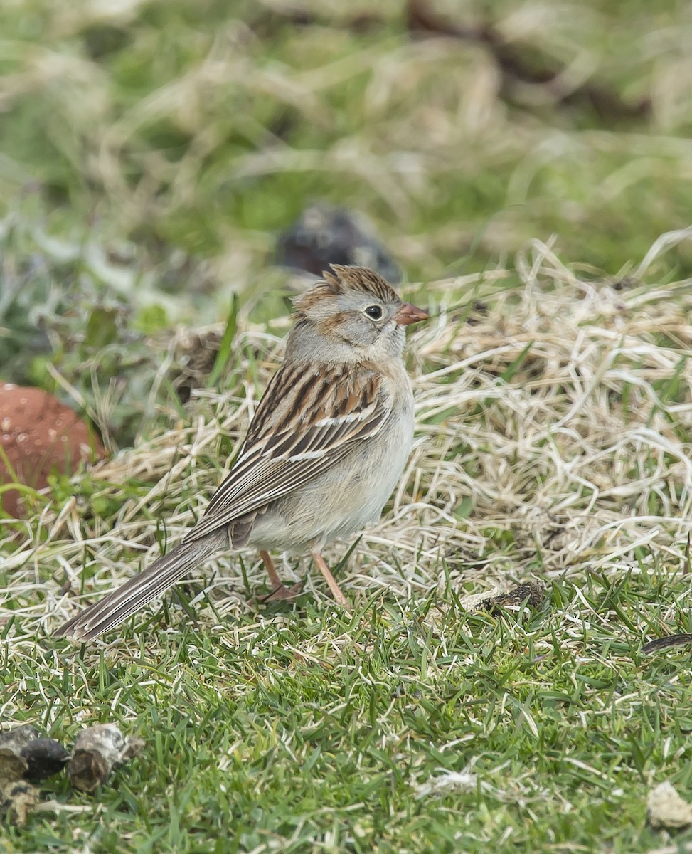 Field Sparrow - Ronnie d'Entremont