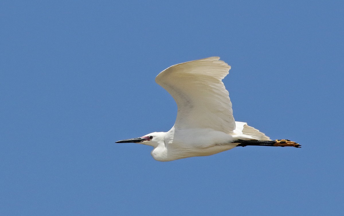 Little Egret - ML98775301