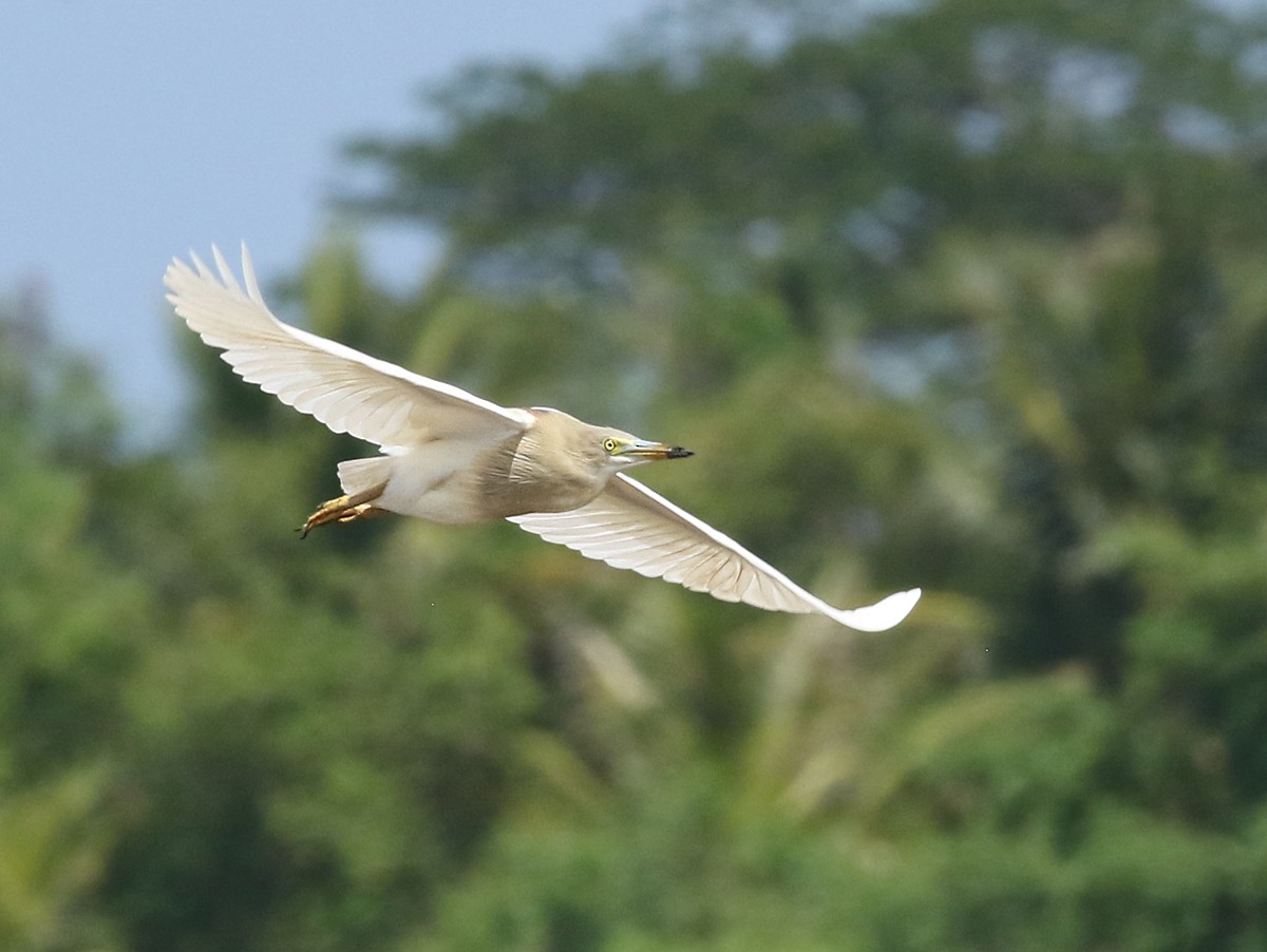 Indian Pond-Heron - Dave Bakewell