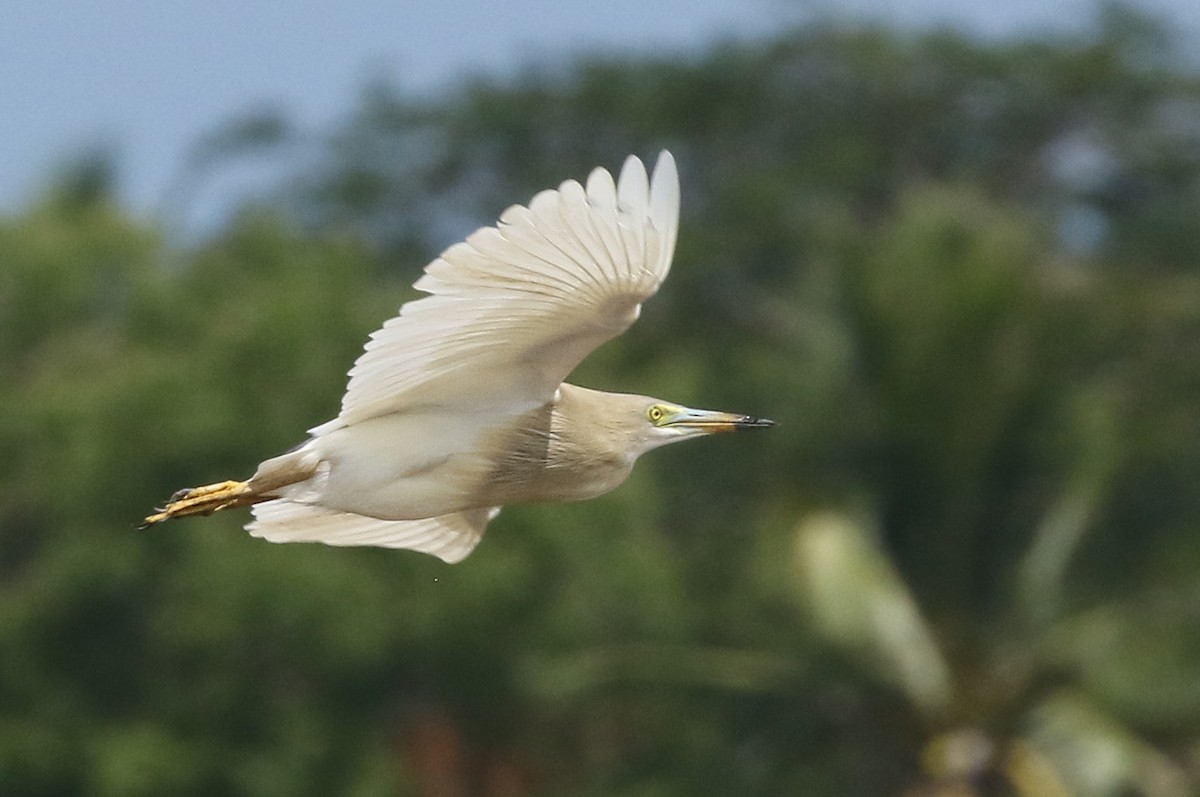 Indian Pond-Heron - Dave Bakewell