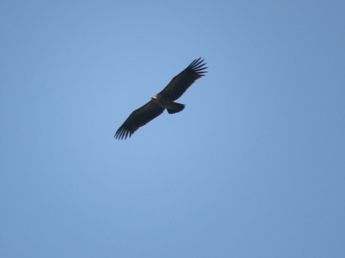 White-rumped Vulture - ML98777051