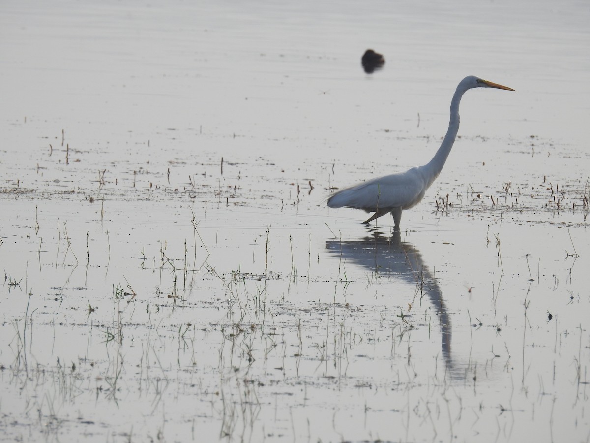 Great Egret - Ashwin Viswanathan