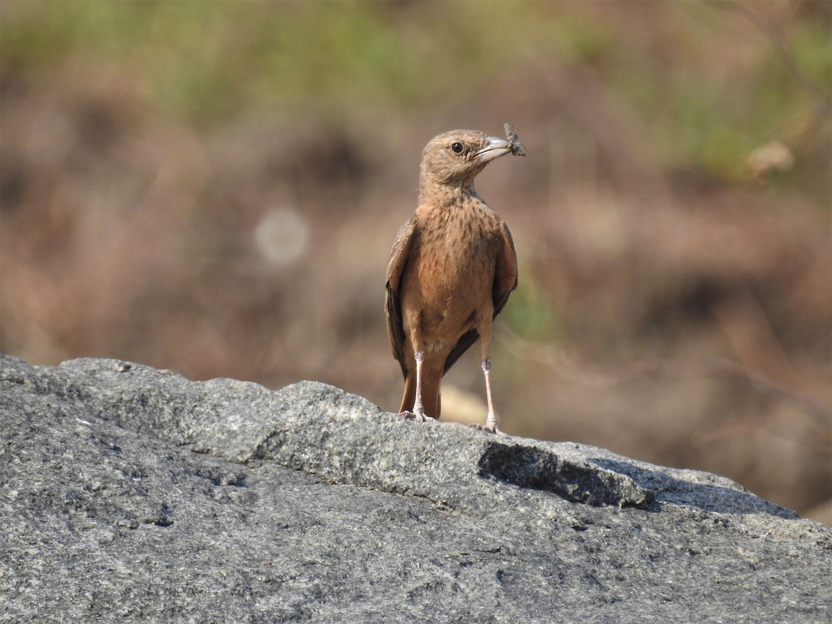 Rufous-tailed Lark - ML98778501