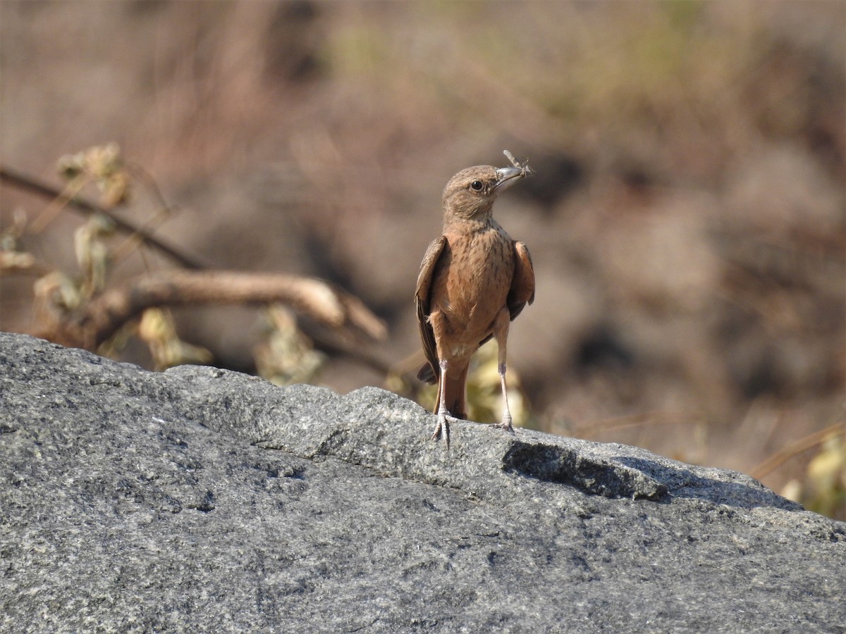 Rufous-tailed Lark - ML98778521