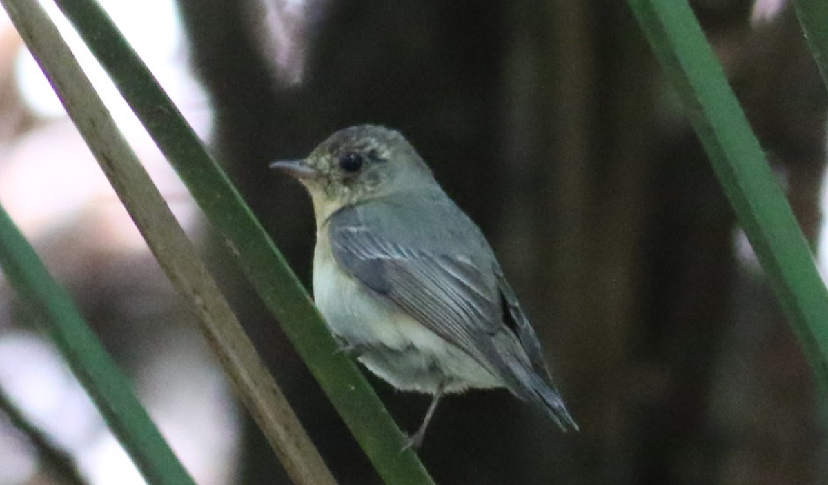 Mugimaki Flycatcher - ML98782411