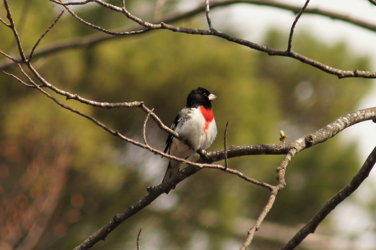 Rose-breasted Grosbeak - Rex Martin