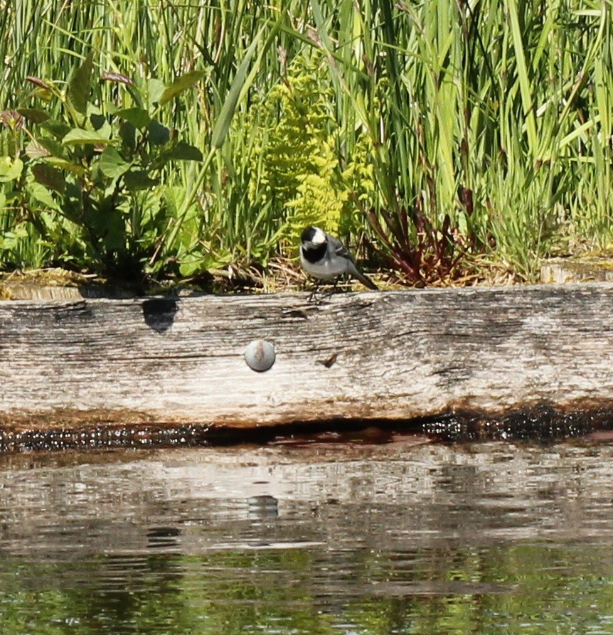 White Wagtail - ML98784181