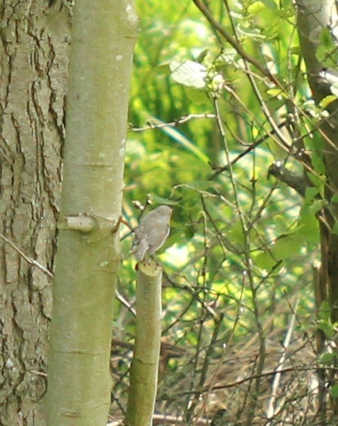 European Robin - ML98784201