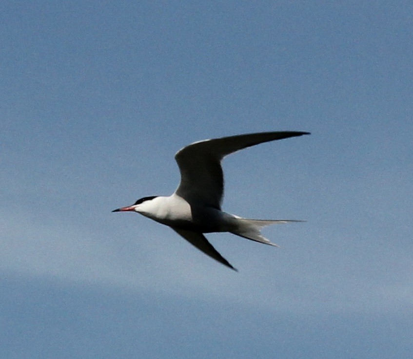Common Tern - ML98784311