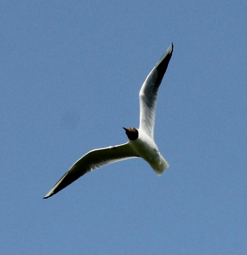 Black-headed Gull - Jan Roedolf