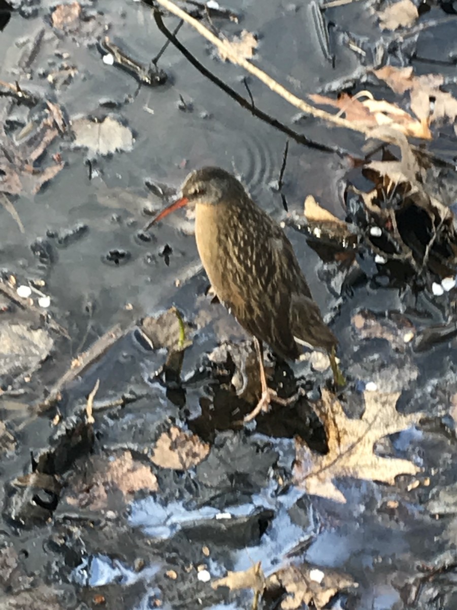 Virginia Rail - South Shore Bird Club Data