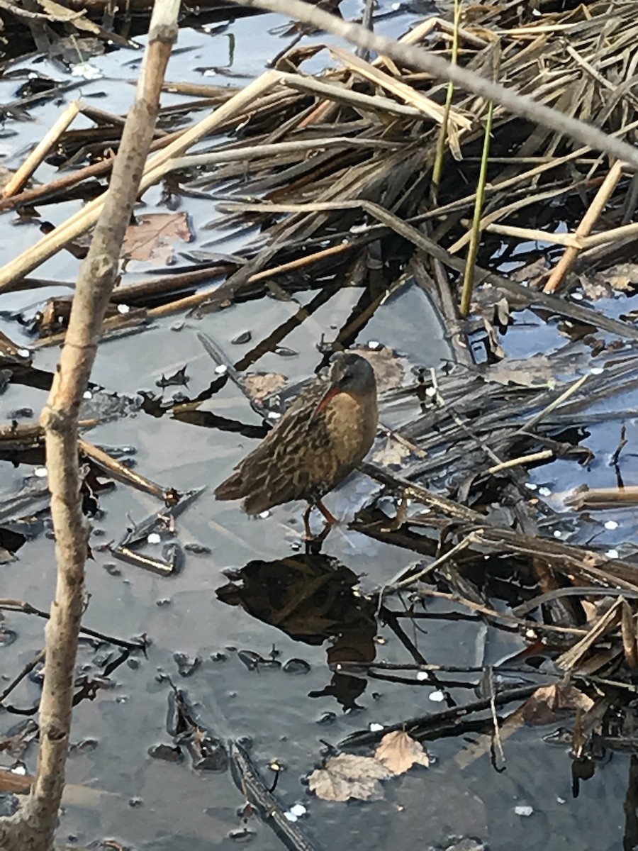 Virginia Rail - ML98784591