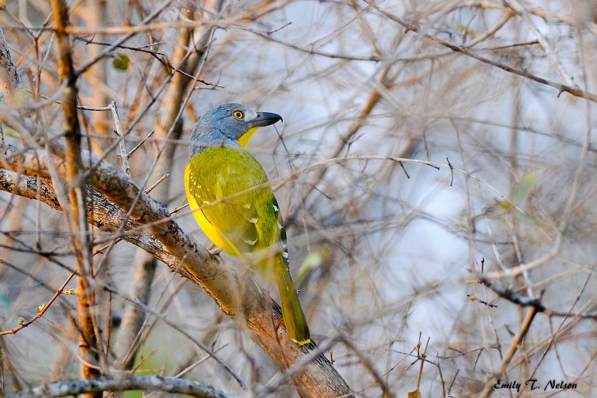 Gray-headed Bushshrike - ML98785591