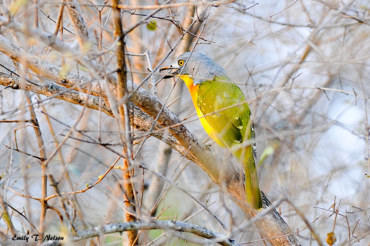 Gray-headed Bushshrike - ML98785601