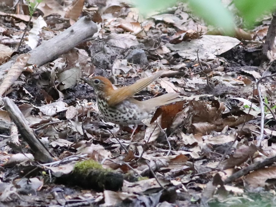 Wood Thrush - ML98786071