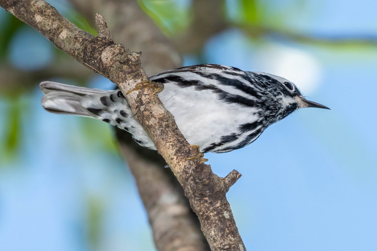 Black-and-white Warbler - David Hall