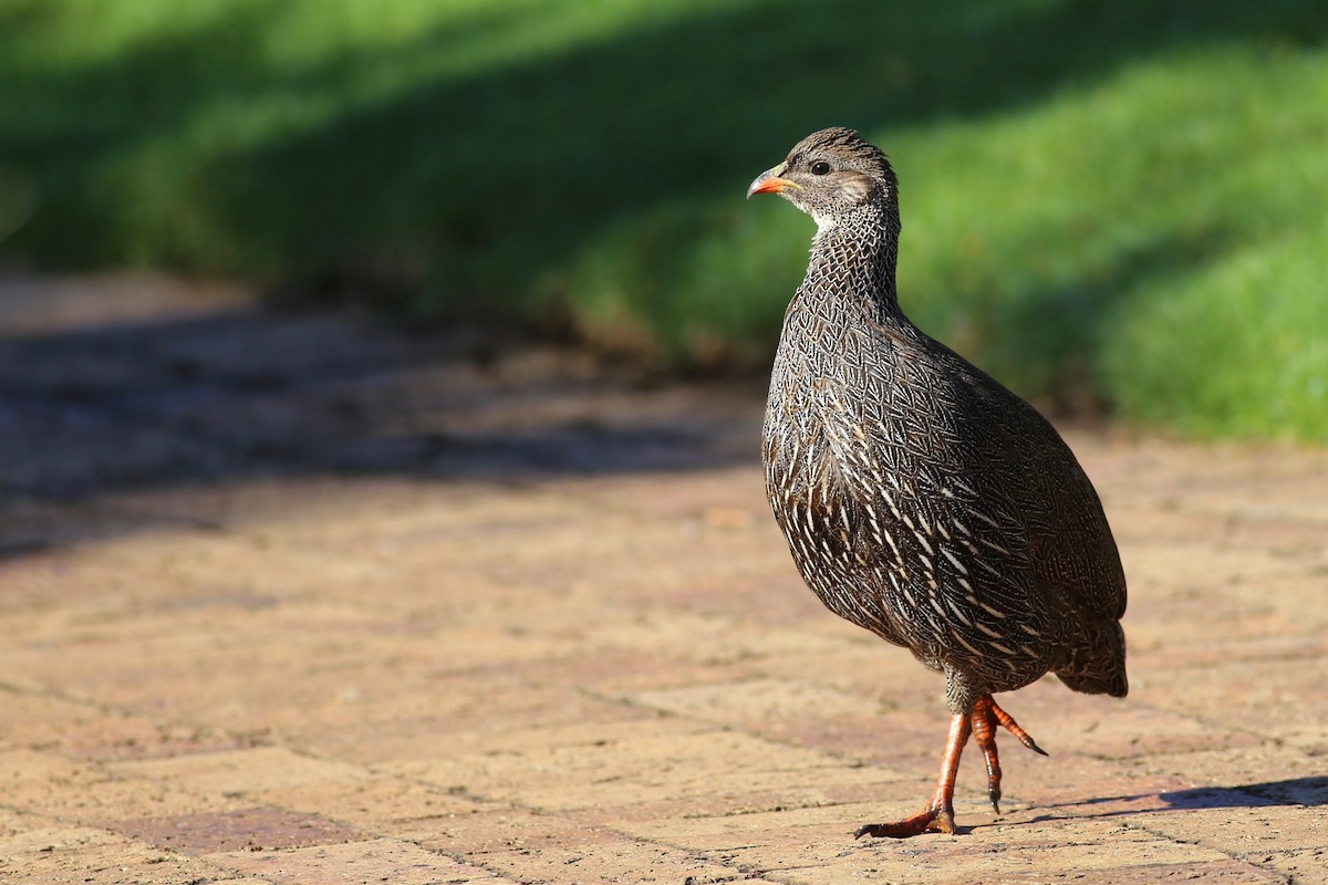 Cape Spurfowl - ML98788891