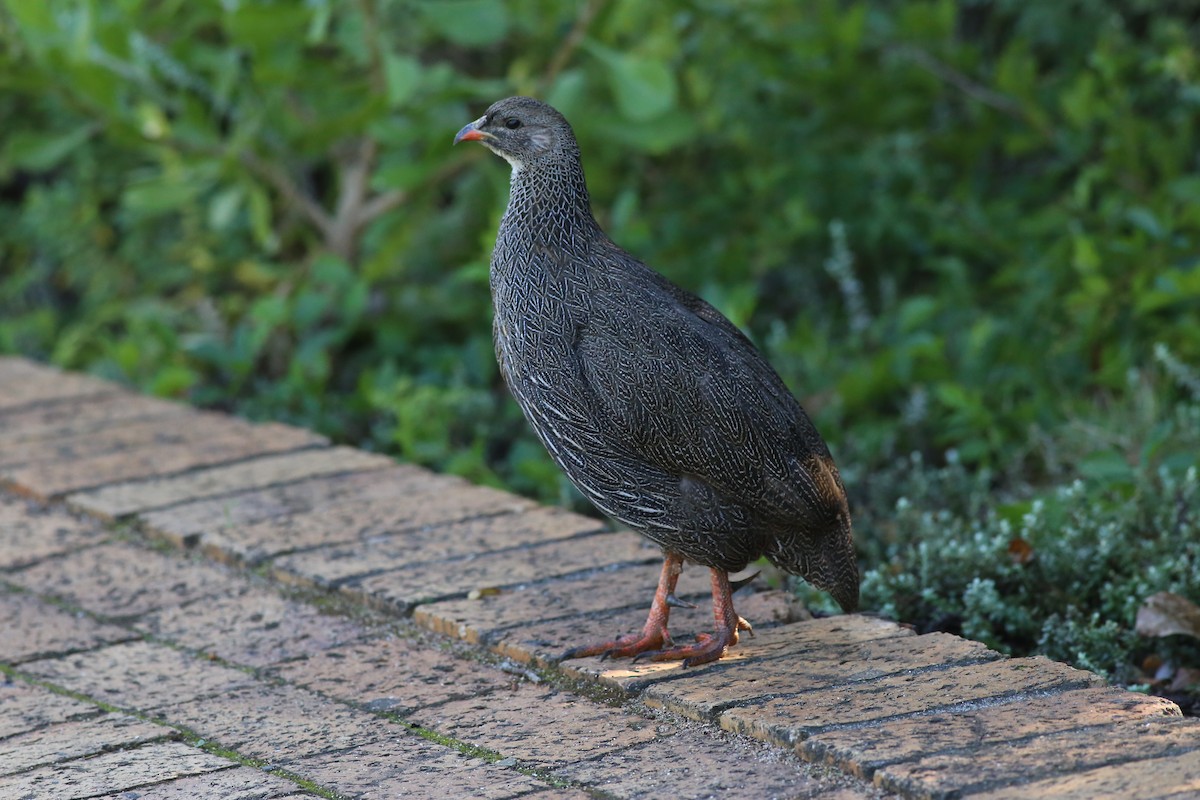 Cape Spurfowl - ML98788931