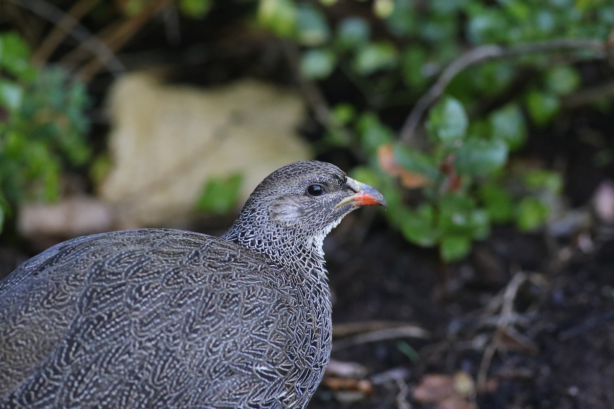 Cape Spurfowl - Peter Hosner