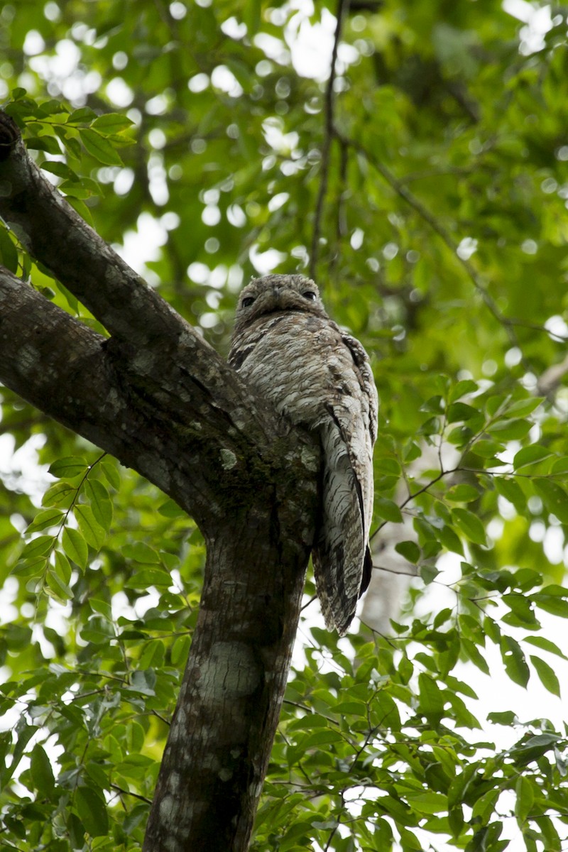 Great Potoo - ML98789271