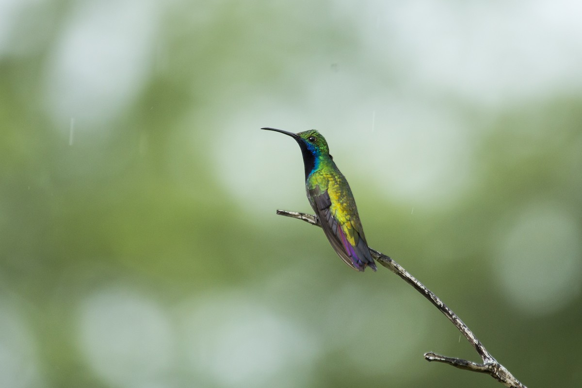 kolibřík tropický - ML98789371