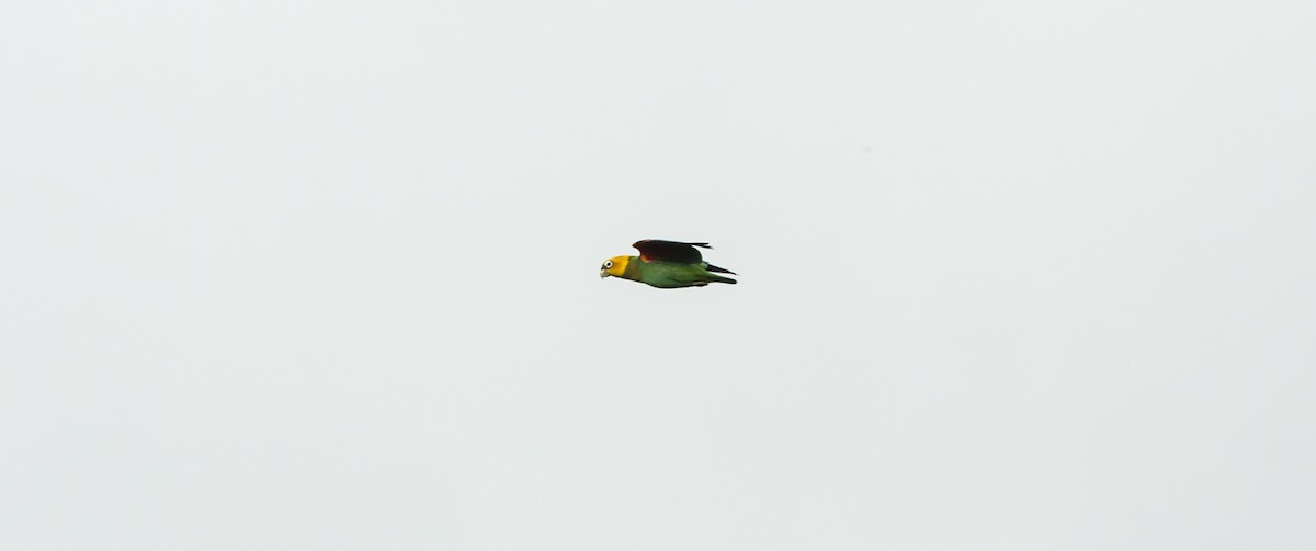 Saffron-headed Parrot - ML98789631