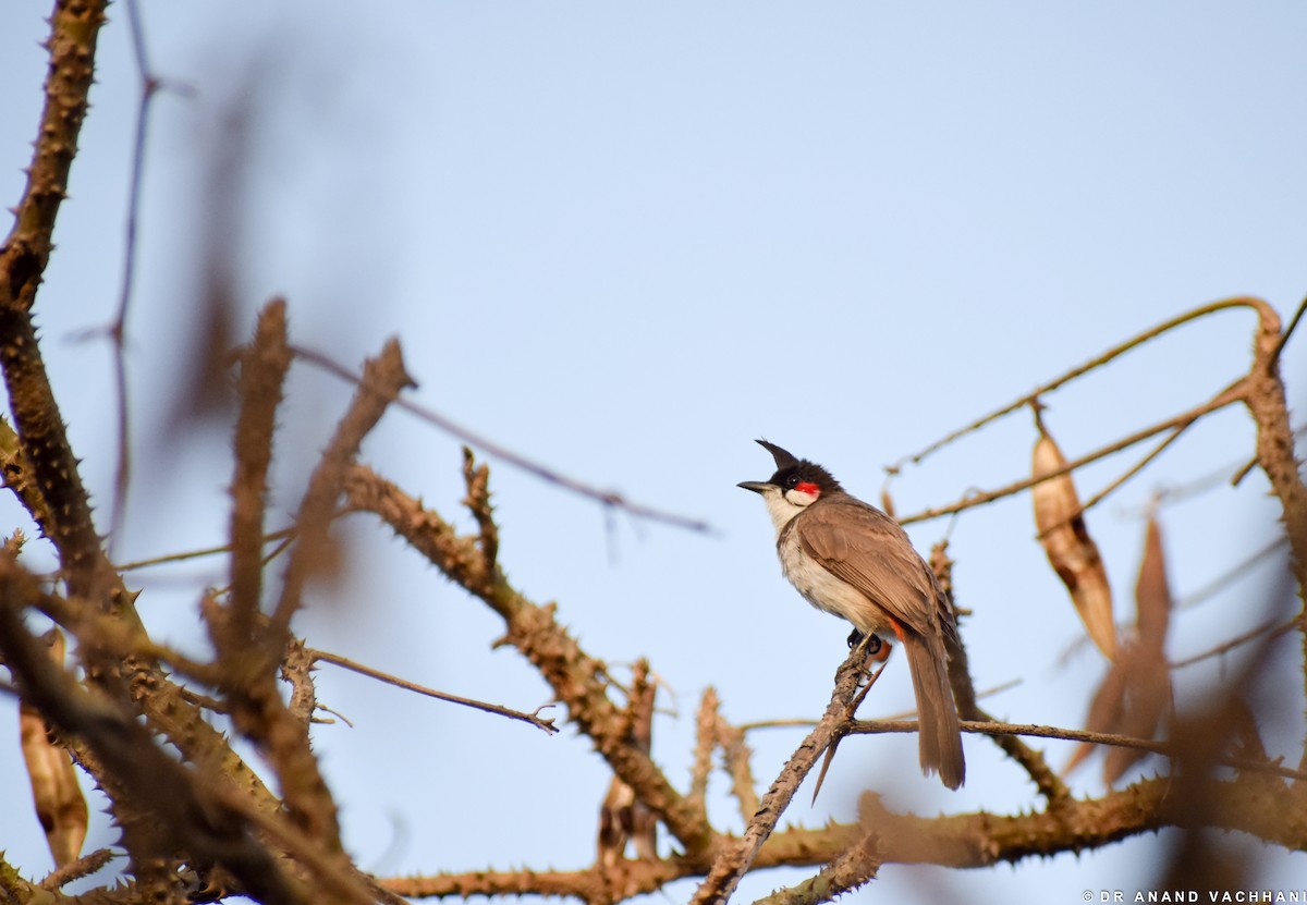 Red-whiskered Bulbul - Anand Vachhani