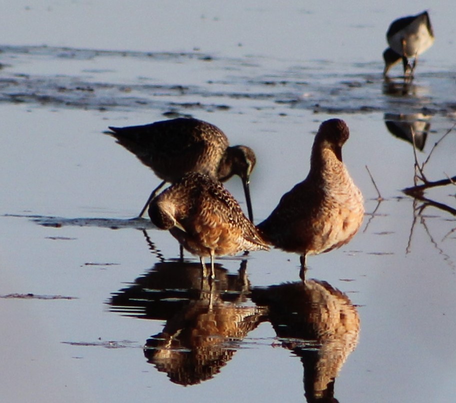 Long-billed Dowitcher - ML98792101