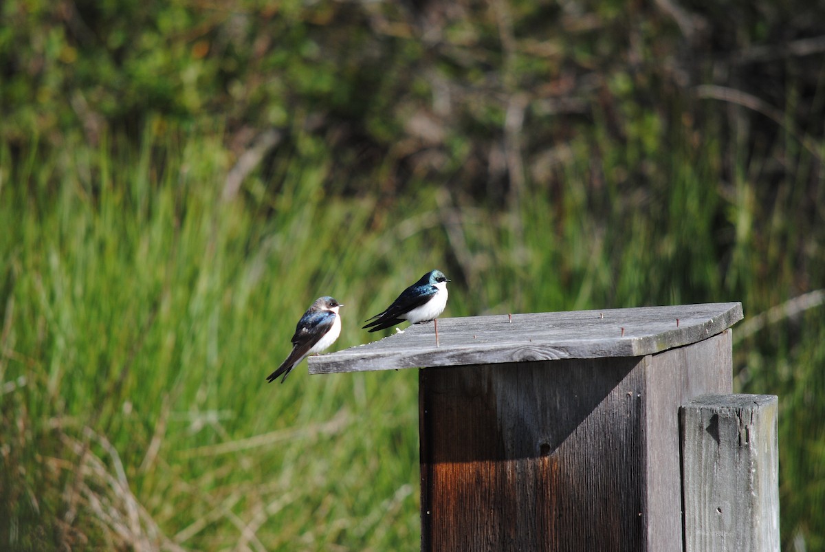 Golondrina Bicolor - ML98793161