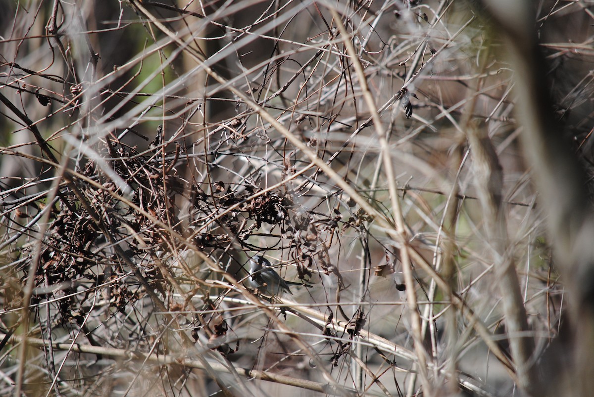 Blue-gray Gnatcatcher - ML98793291