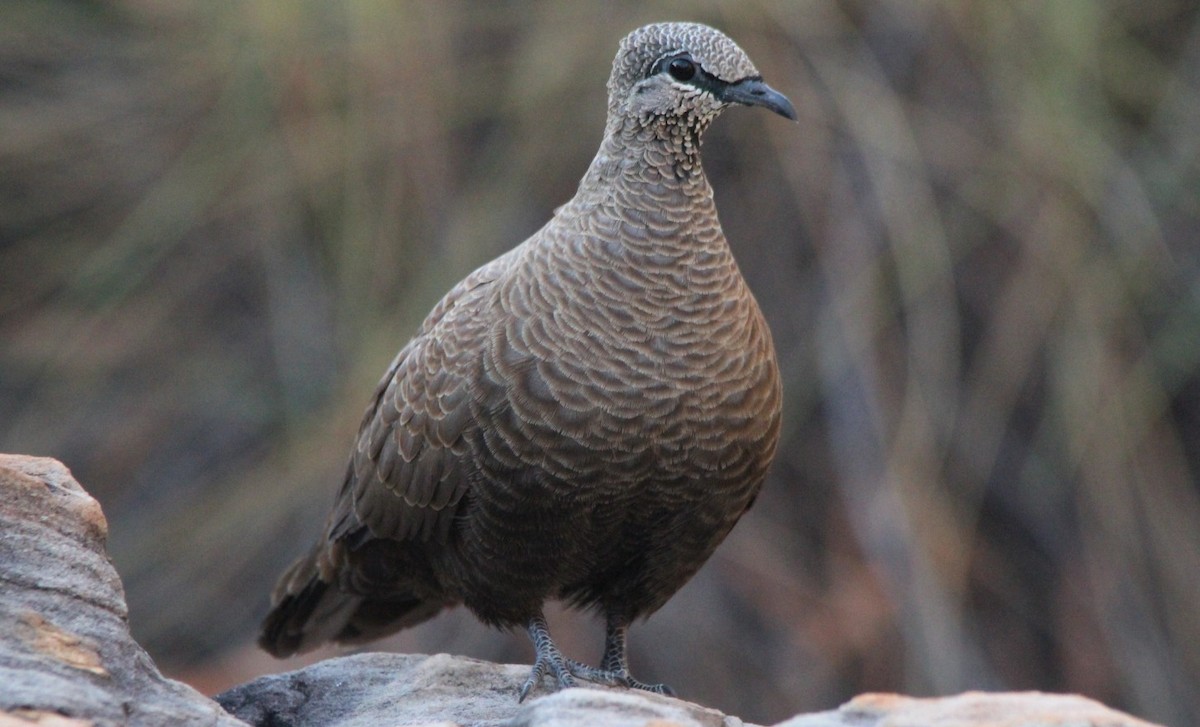 White-quilled Rock-Pigeon - ML98794581