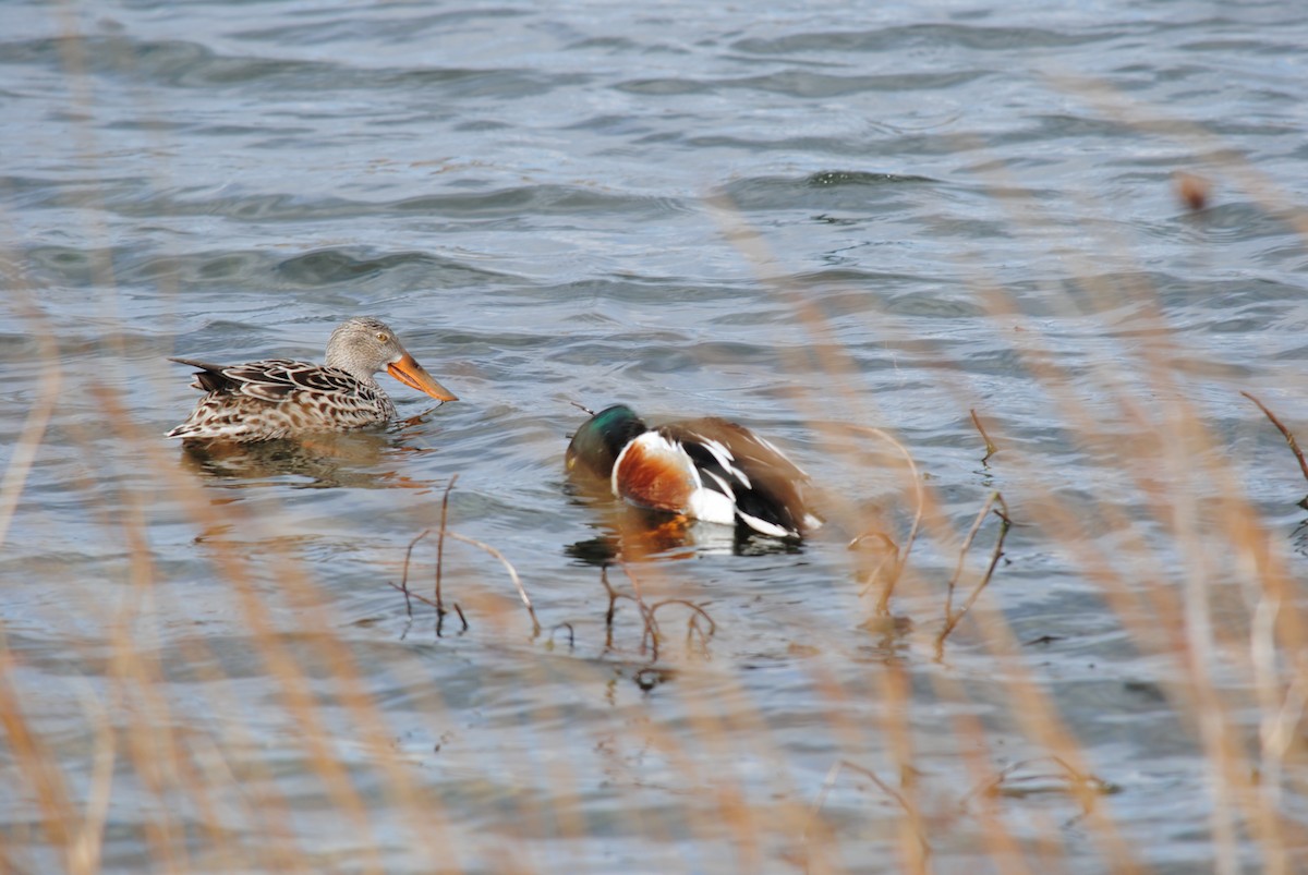 Northern Shoveler - ML98795341