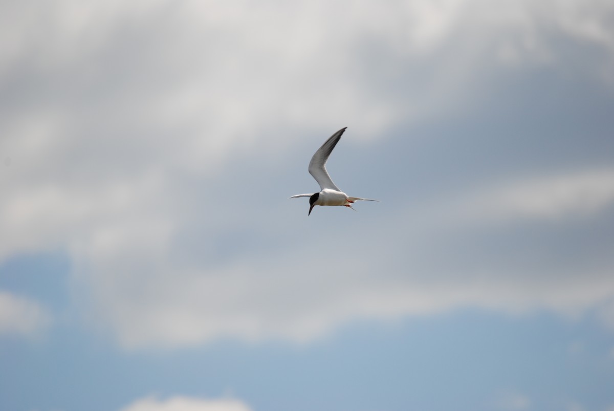 Forster's/Common Tern - ML98795641