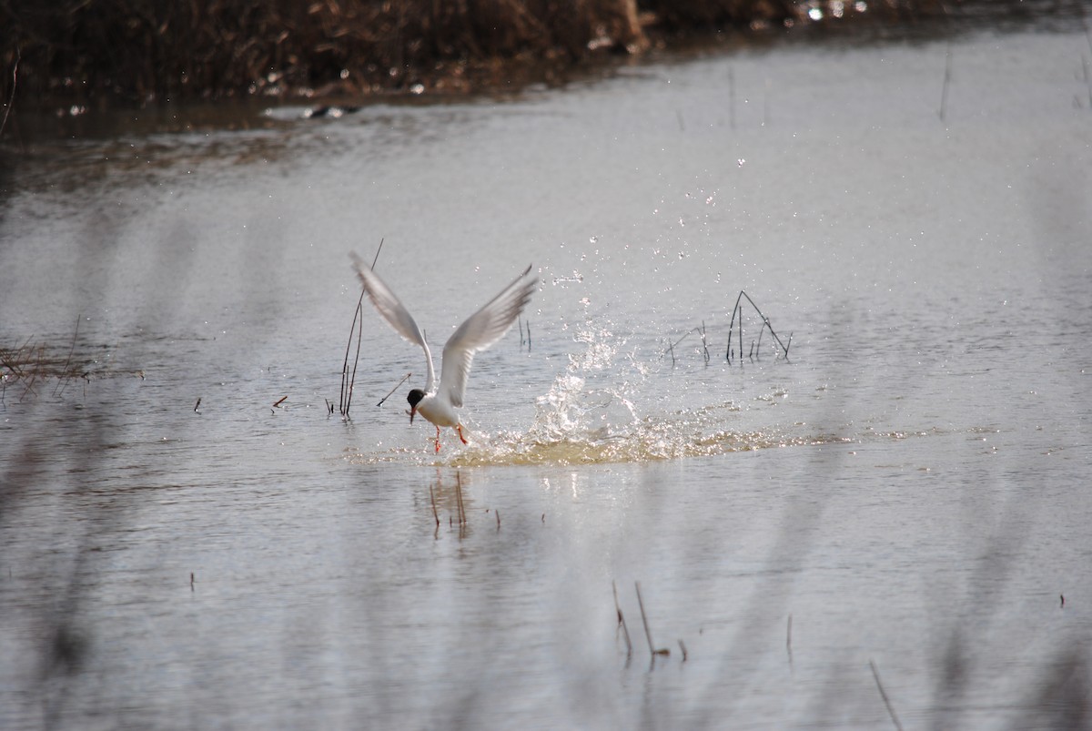 Forster's/Common Tern - ML98795651