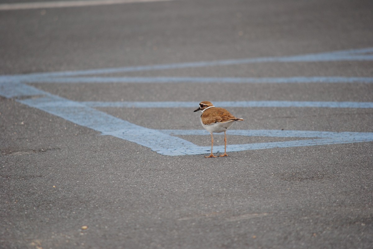 Killdeer - ML98795801