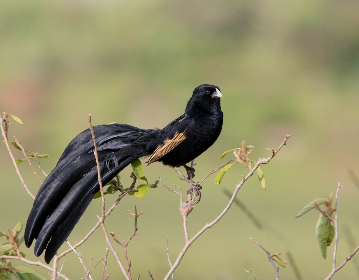 Jackson's Widowbird - Kevin Vande Vusse