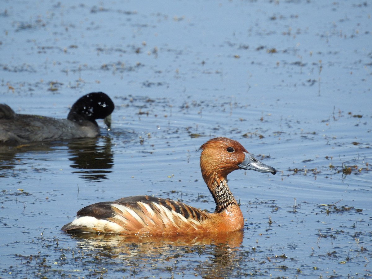 Fulvous Whistling-Duck - Lori Carter
