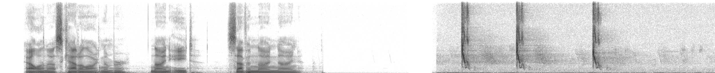 Коуа чубатий (підвид pyropyga/maxima) - ML98799