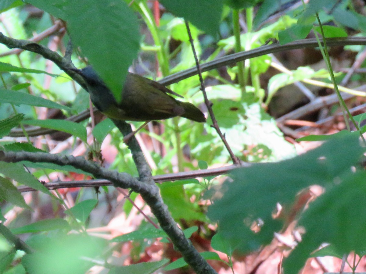 Mourning Warbler - ML98799061