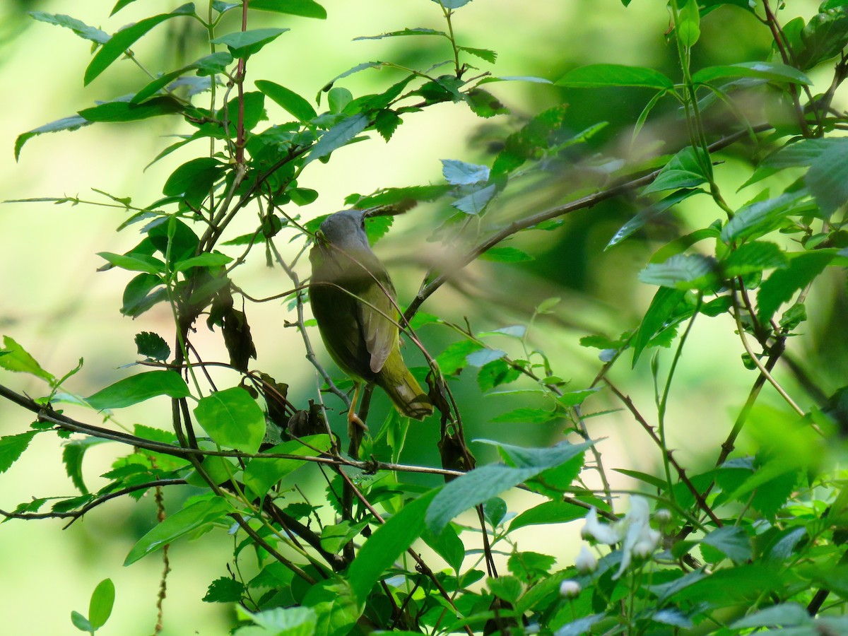 Graukopf-Waldsänger - ML98799091