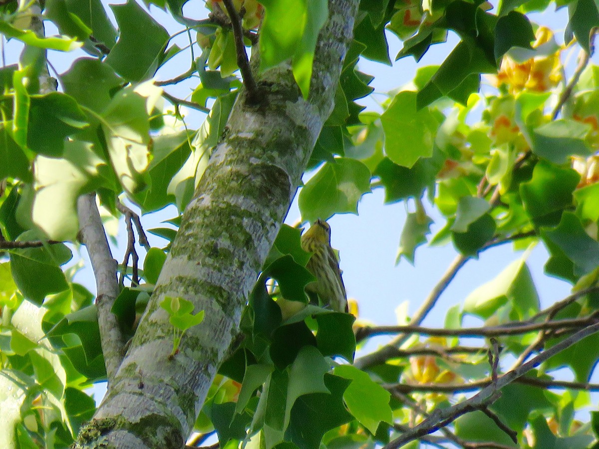 Cape May Warbler - ML98799181