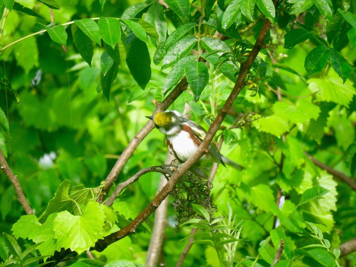 Chestnut-sided Warbler - ML98799571